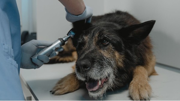 貝爾科技助力大圣寵醫生物科技提升寵物醫療領域核心競爭力12.2